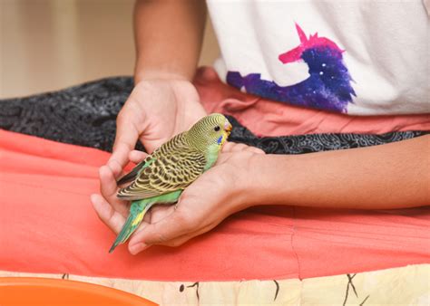 Budgerigars - Everything You Need to Know