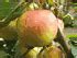 Malus domestica Seeds, Apple Seeds, Golden Delicious Apple Fruit Seeds