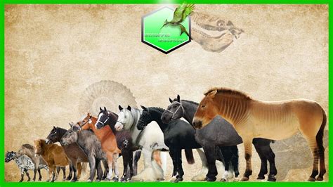 Horses Size Comparison - YouTube