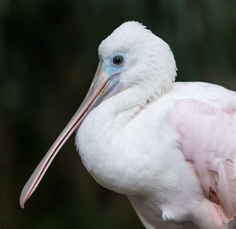 Roseate Spoonbill - agrohort.ipb.ac.id