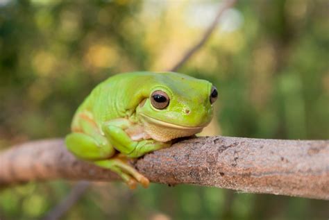 Green tree frog - Australian Geographic