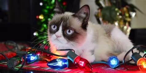 🔥 [46+] Grumpy Cat Christmas Wallpapers | WallpaperSafari