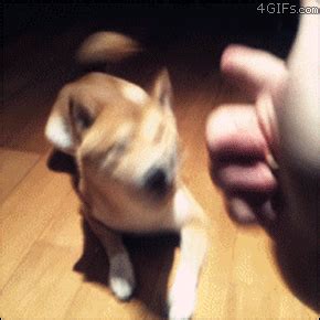 4 gifs | GIF | PrimoGIF