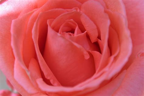Free Images : pink rose, close up, flower, red, garden roses, rose family, floribunda, petal ...