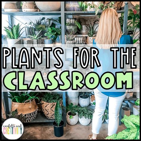 5 Amazing Plants for the Classroom | Confetti and Creativity | Plants, Plants classroom, Pothos ...