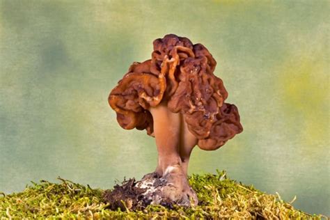 10 Common Mushrooms In Michigan – Star Mushroom Farms