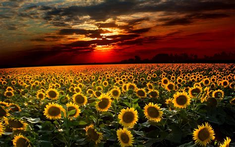 Sunflower Wallpapers | Best Wallpapers