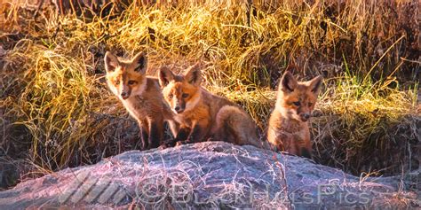 Black Hills Pics | Wildlife - natural portraits | Three Fox Kits