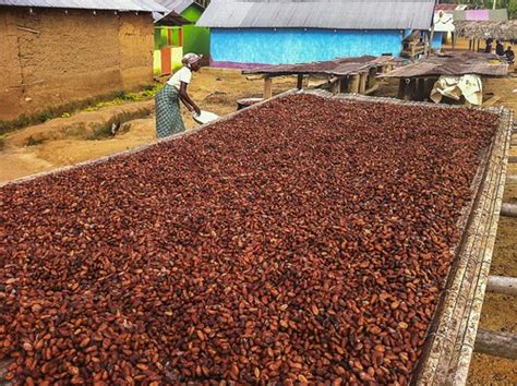 Cocoa beans drying in a village - Kakum NP - Ghana_IMG_084… | Flickr