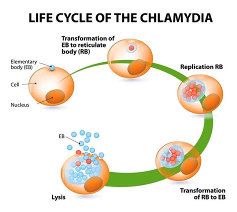 Does Chlamydia Go Away? | STD.GOV Blog