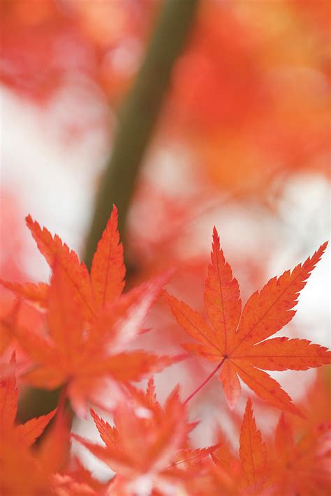 Orange Japanese Maple tree Photograph by Andria Patino - Fine Art America