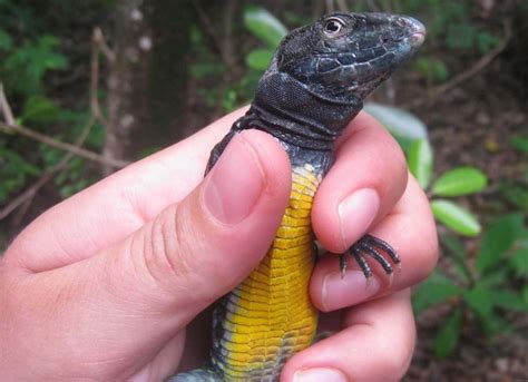 Saint Lucia whiptail lizard (Cnemidophorus vanzoi) on Maria Major island © Twyla Holland FFI ...