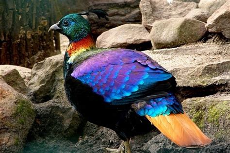 Beautiful Himalayan birds - XciteFun.net