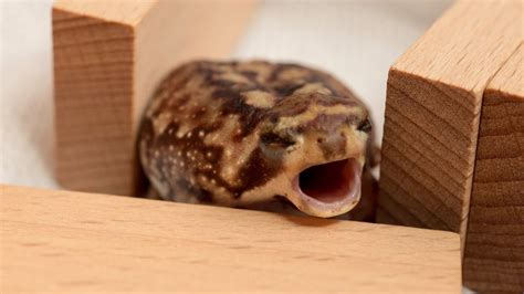 Yawning Round Frog. - YouTube