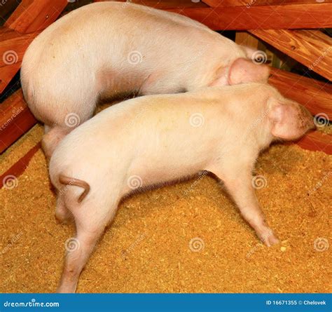 Two pigs stock image. Image of pigsty, close, active - 16671355