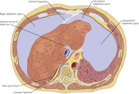 Peritoneal Cavity | Radiology Key