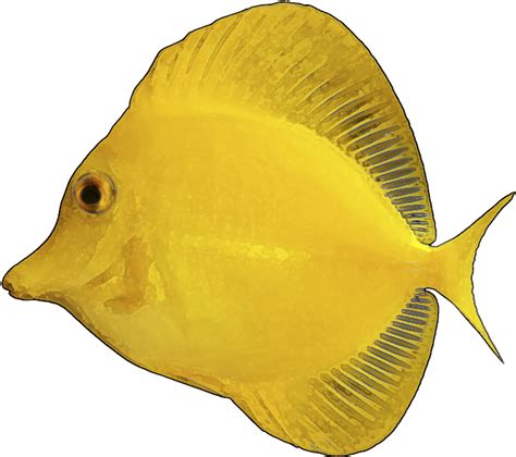 Download Yellow Fish Clip Art