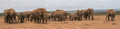 Addo Elephant National Park - Wikitravel