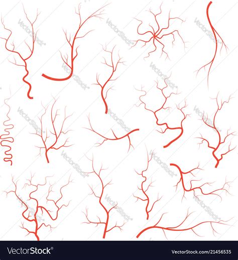 Human red eye veins set anatomy blood vessel Vector Image