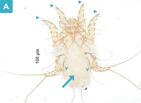 Ear Mites: Uncovering, Treating, and Preventing Infestations | Today's Veterinary Practice