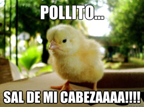 POLLITO PIO memes | quickmeme