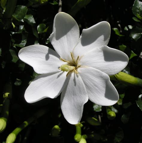 Gardenia thunbergia | Gardenia thunbergia Photographed at th… | Flickr