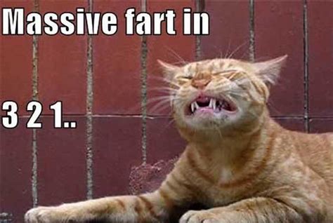 Try Not To Laugh Cats And Dogs Farting