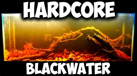 HARDCORE Blackwater Aquarium Setup - TOP 5 Botanicals for Blackwater Aquascape - YouTube