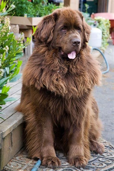 The Other Friends: Top 5 Largest Dog Breeds | Fluffy dogs, Brown ...