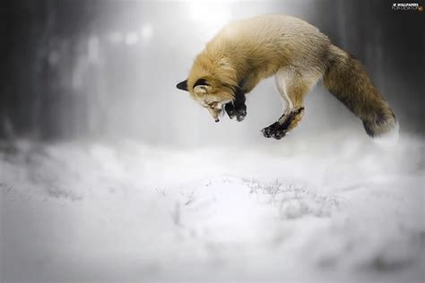 Fox, hunting, jump, snow - For desktop wallpapers: 2048x1365