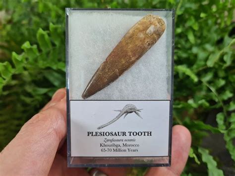Plesiosaur Tooth Fossil 2.20 Inch 06 | Etsy UK | Teeth, Fossil, Shark teeth