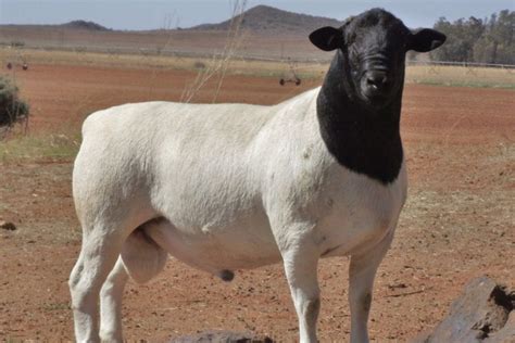 Dorper – Loudoun Valley Sheep Producers