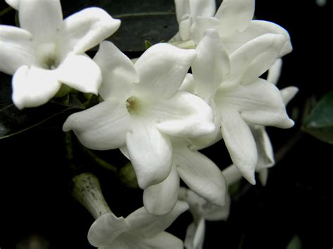 Madagascar Jasmine by FireSapphire on DeviantArt