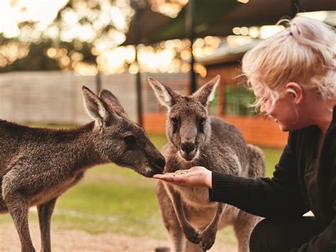 Moonlit Sanctuary Wildlife Conservation park - Sydney Melbourne Touring