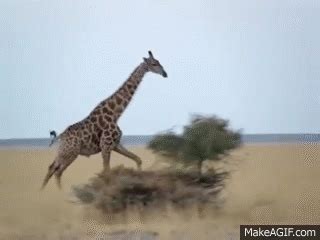 Running Giraffe in Botswana on Make a GIF