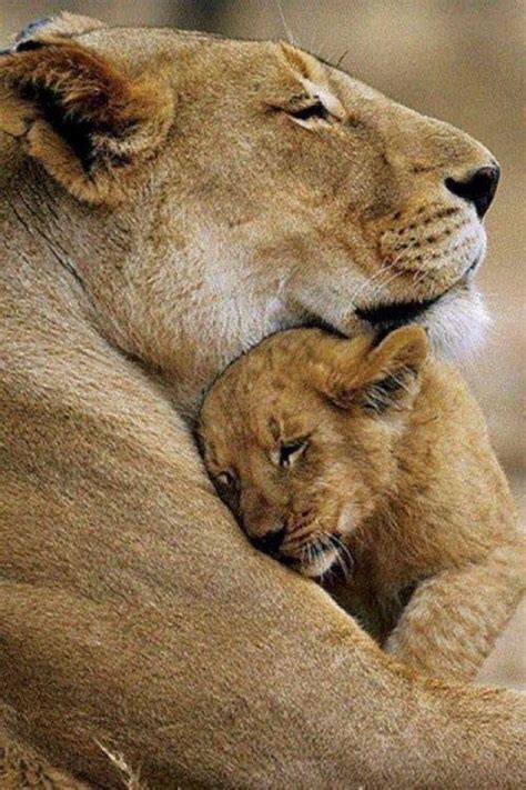 Hug Your Children… | Cute animal photos, Cute animals, Super cute animals