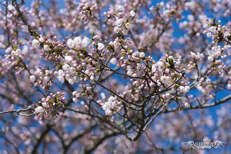 10 Free Cherry Blossom Zoom Backgrounds & Screensavers