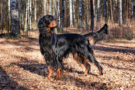 Gordon Setter Dog Breed Information