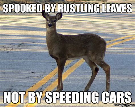 10 Best Deer Memes | Sweeney Feeders