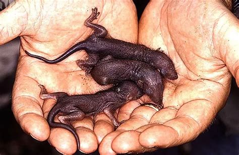 Shrew - Description, Habitat, Image, Diet, and Interesting Facts