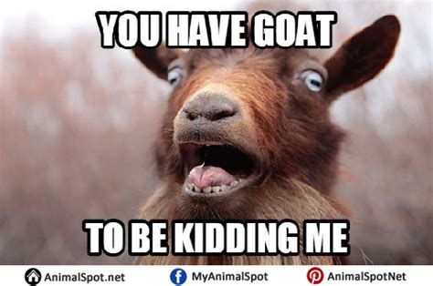 Goat Memes