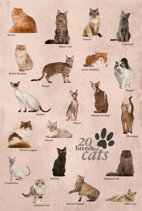 Which Cat Breed Sheds The Least: Got Pet Allergies?