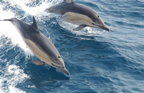 File:Common dolphin noaa.jpg - Wikipedia