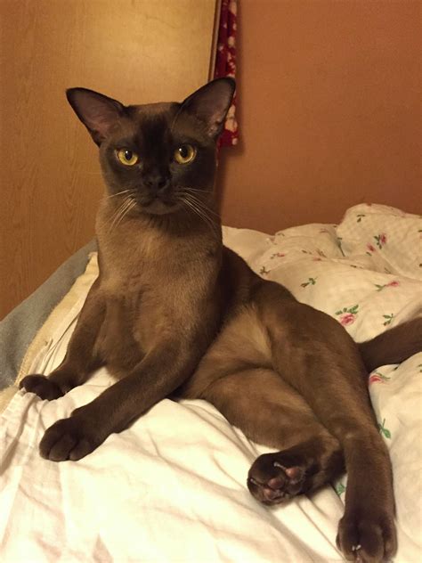 Burmese Cat, Kot Burmski, Rico, 1 Year Old | Burmese cat, Cats, Kitty