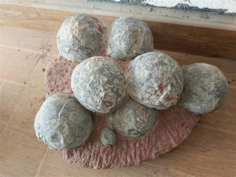 Big and small dinosaur eggs - Fossil ID - The Fossil Forum