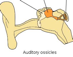 Diagram of Ossicles Diagram | Quizlet