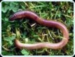 Worms Casts in Lawns - The Facts: Grass Clippings - Lawn Advice From a Team of Lawn and Turf Experts