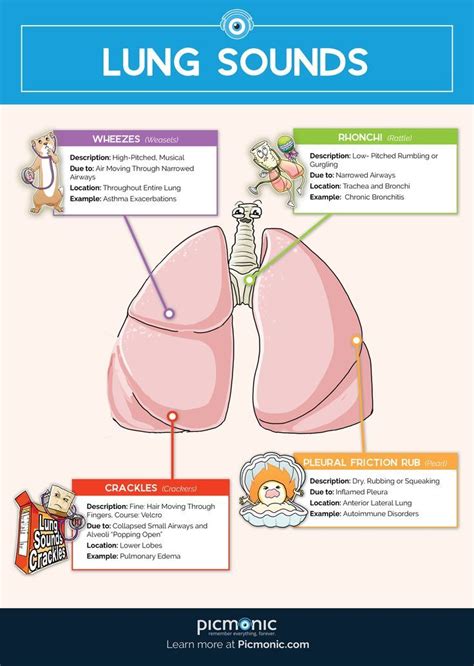 Use this guide to master the must-know lung sounds for nursing school. From wheezes to crackles ...