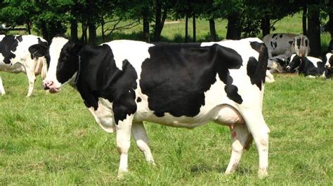 Buy Holstein Heifers online | Holstein Heifers for sale near me