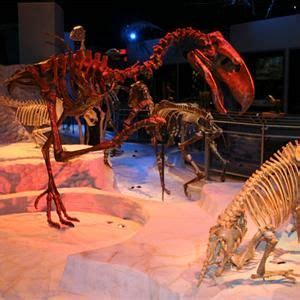 The Hall of Fossils at the Florida Museum of Natural History | History ...